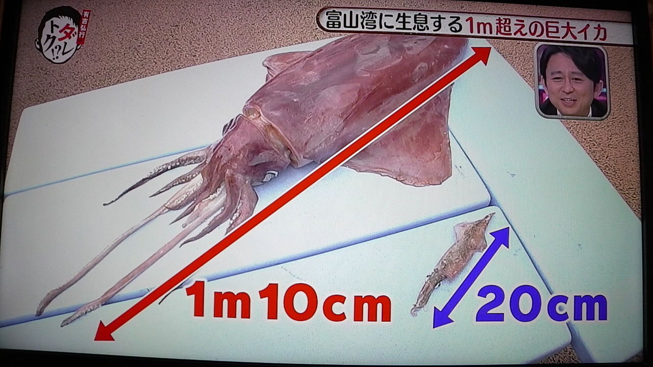 おや イカ臭い 四面楚歌 ではなし おや イカ臭い 四面楚歌 ではなし