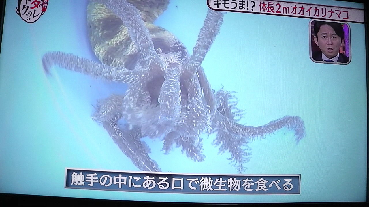 ダレトク 春のキモうまグルメ祭 Part 2 四面楚歌 ではなし ダレトク 春のキモうまグルメ祭 Part 2 四面楚歌 ではなし