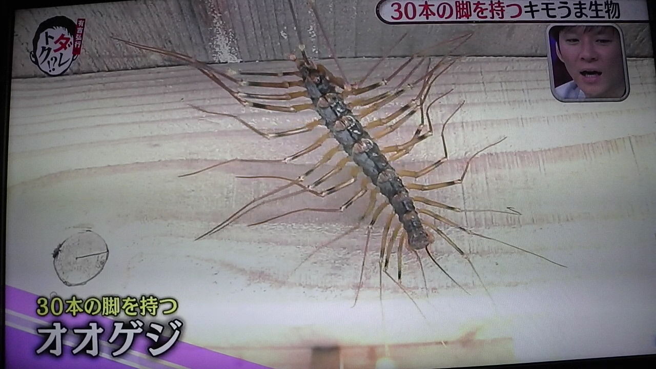 ダレトク な日々 四面楚歌 ではなし ダレトク な日々 四面楚歌 ではなし