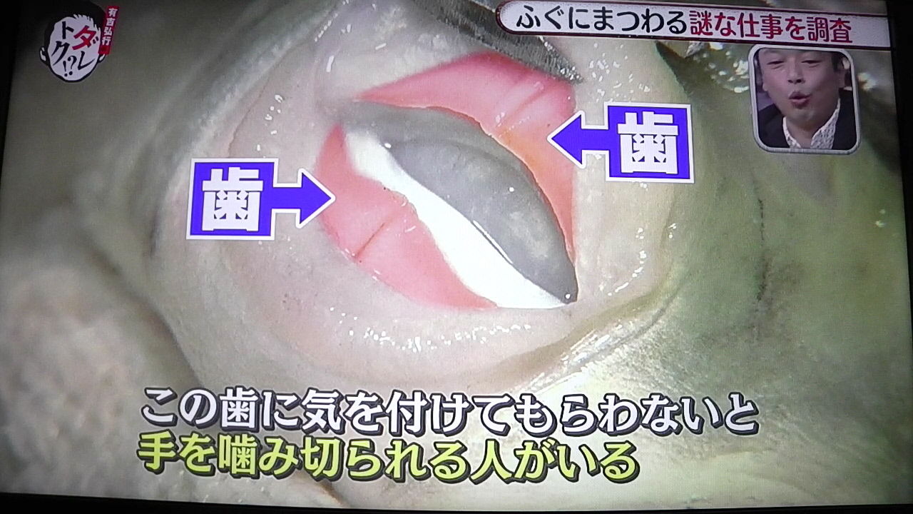 ダレトク で脱皮を見た 四面楚歌 ではなし ダレトク で脱皮を見た 四面楚歌 ではなし