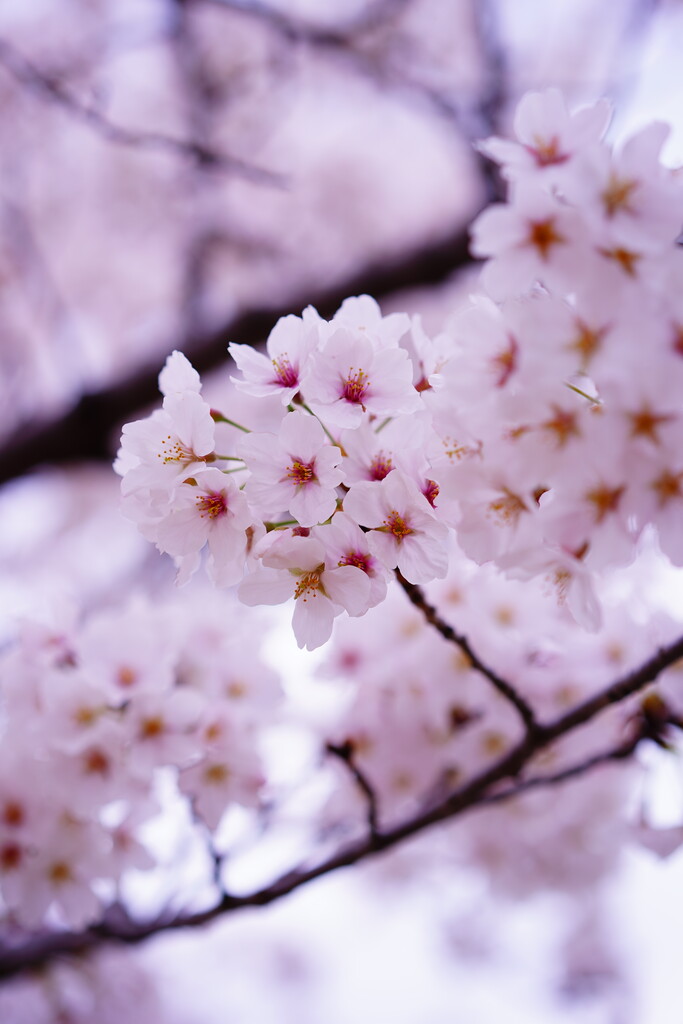 もう初夏か梅雨のようだけど 22年春の記録 Etusivu Note Powered By ライブドアブログ