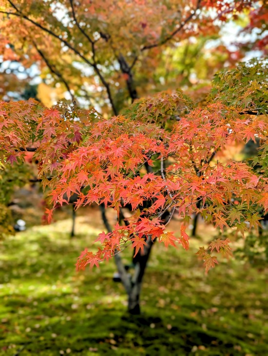 PXL_20241127_020433020.PORTRAIT~2