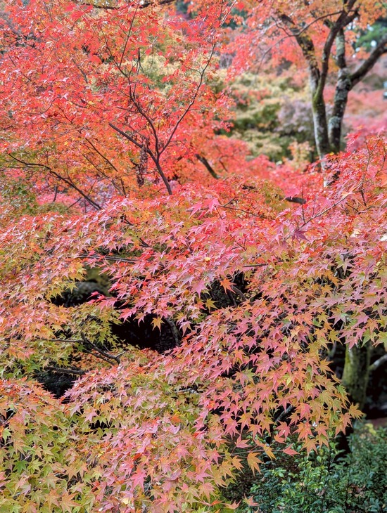 PXL_20241127_015733703.PORTRAIT~2