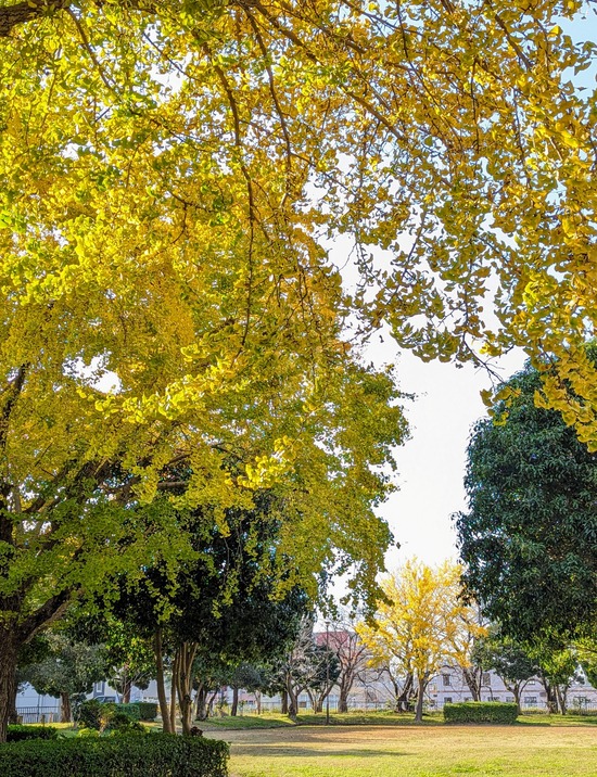 PXL_20231128_043317607.PORTRAIT.ORIGINAL~3