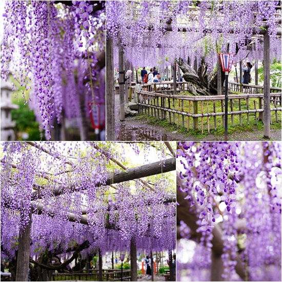 藤の花1