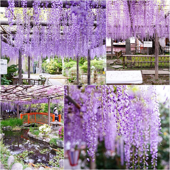藤の花2