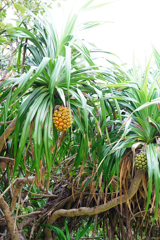 DSC01554