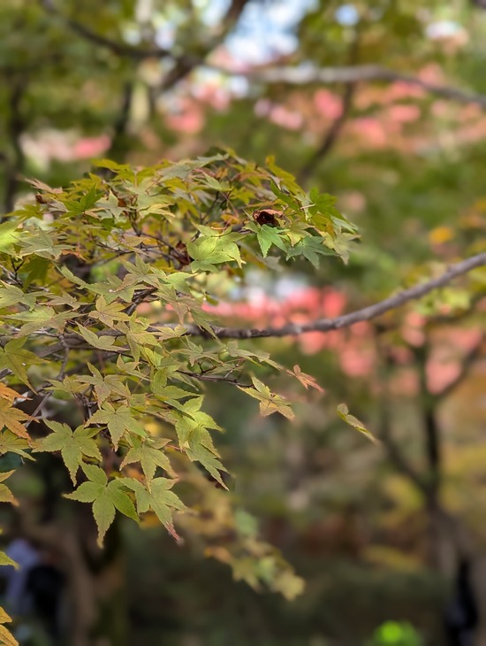 PXL_20241127_015031024.PORTRAIT