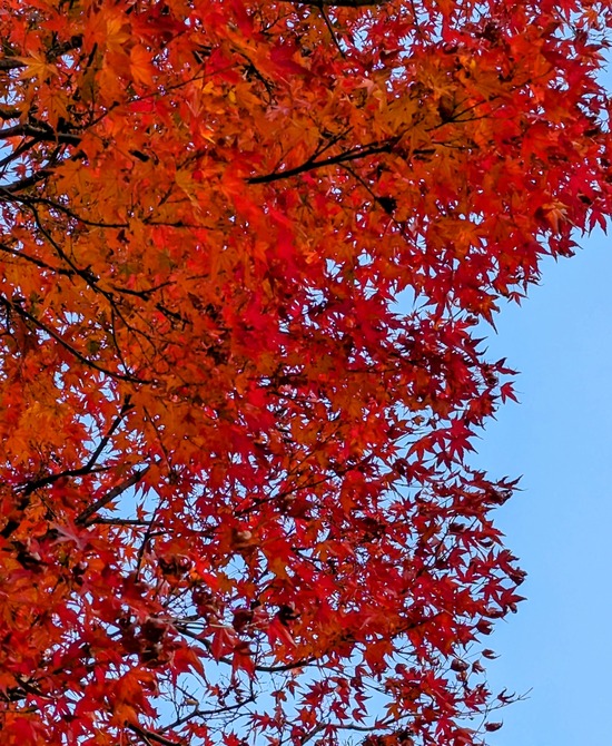 PXL_20231128_043059910~2