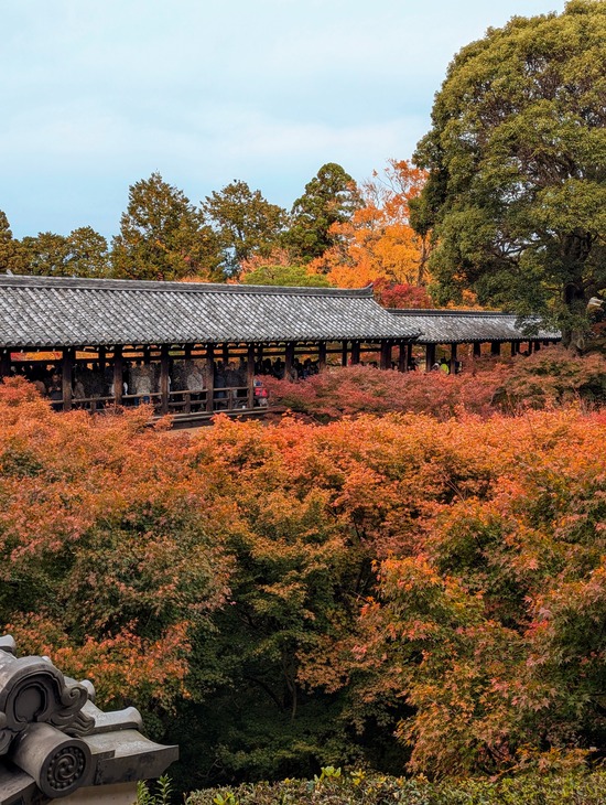 PXL_20241127_011122028.PORTRAIT.ORIGINAL~2