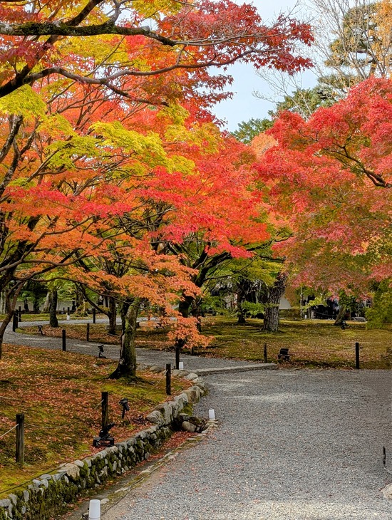 PXL_20241127_021624488.PORTRAIT.ORIGINAL~2