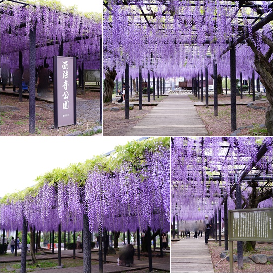 藤の花3