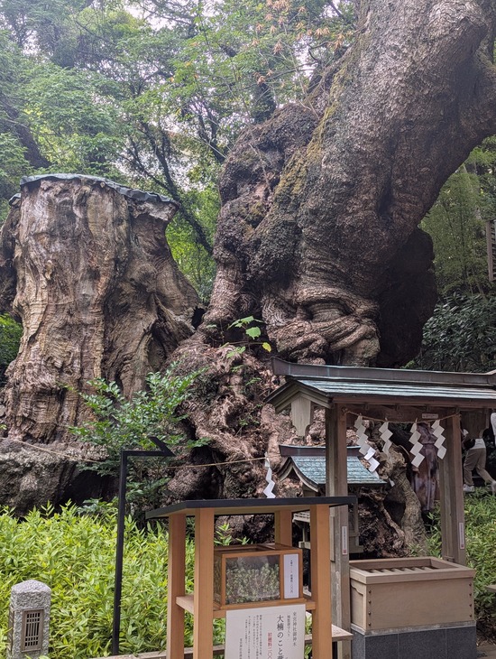 PXL_20251004_023510120.PORTRAIT.ORIGINAL