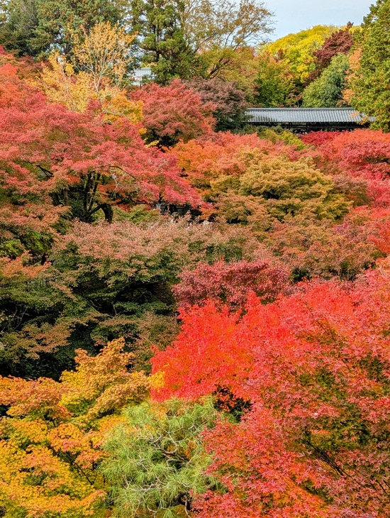 PXL_20241127_021219393.PORTRAIT.ORIGINAL~2