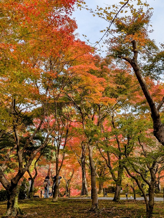 PXL_20241127_014832505.PORTRAIT.ORIGINAL~2