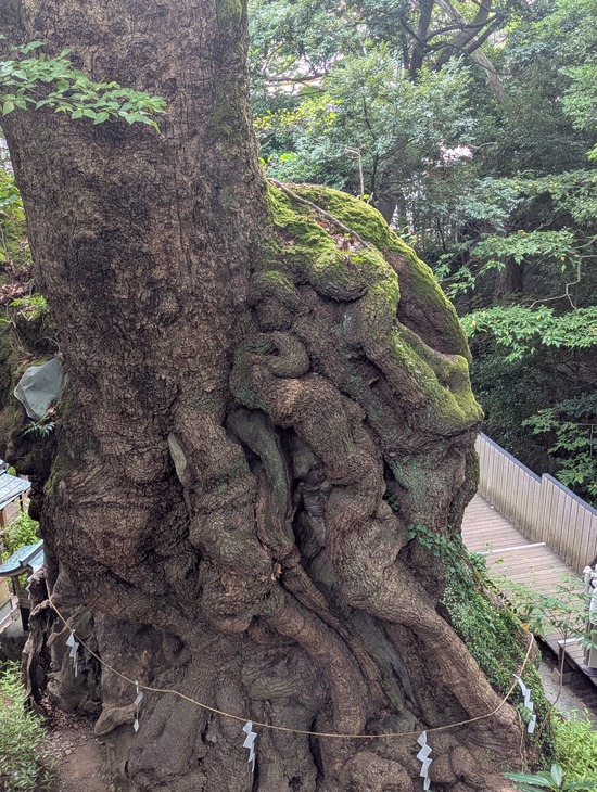 PXL_20251004_023114063.PORTRAIT.ORIGINAL