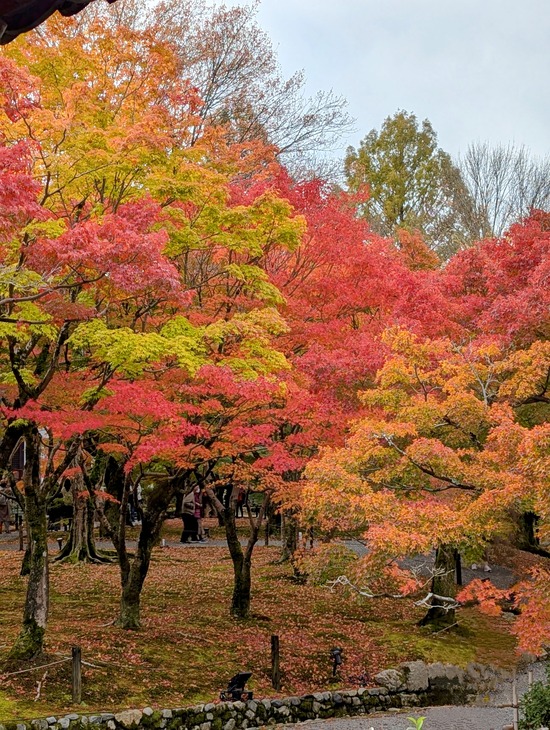 PXL_20241127_021523378.PORTRAIT.ORIGINAL~2