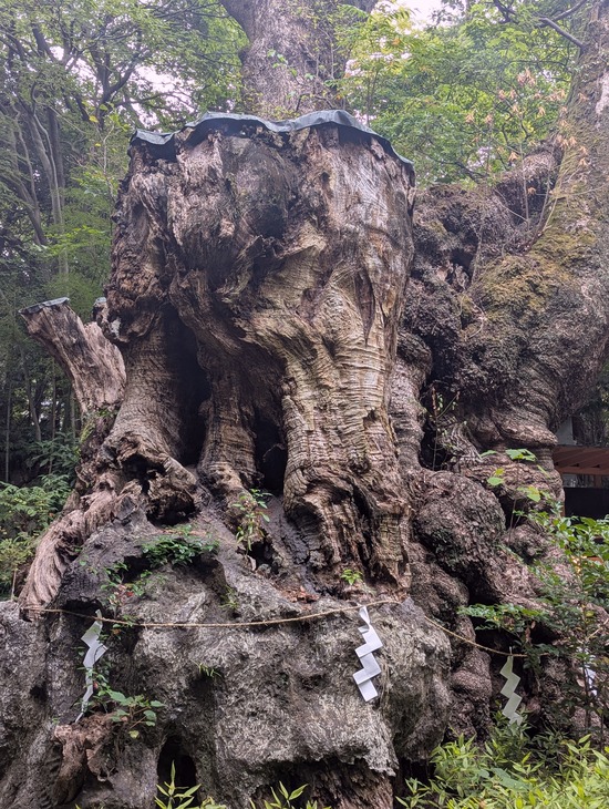 PXL_20251004_023446552.PORTRAIT.ORIGINAL