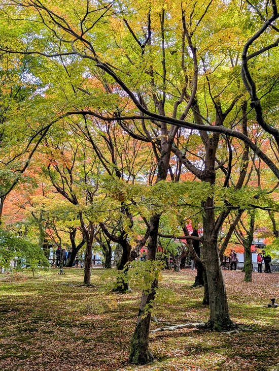 PXL_20241127_014927583.PORTRAIT.ORIGINAL~2