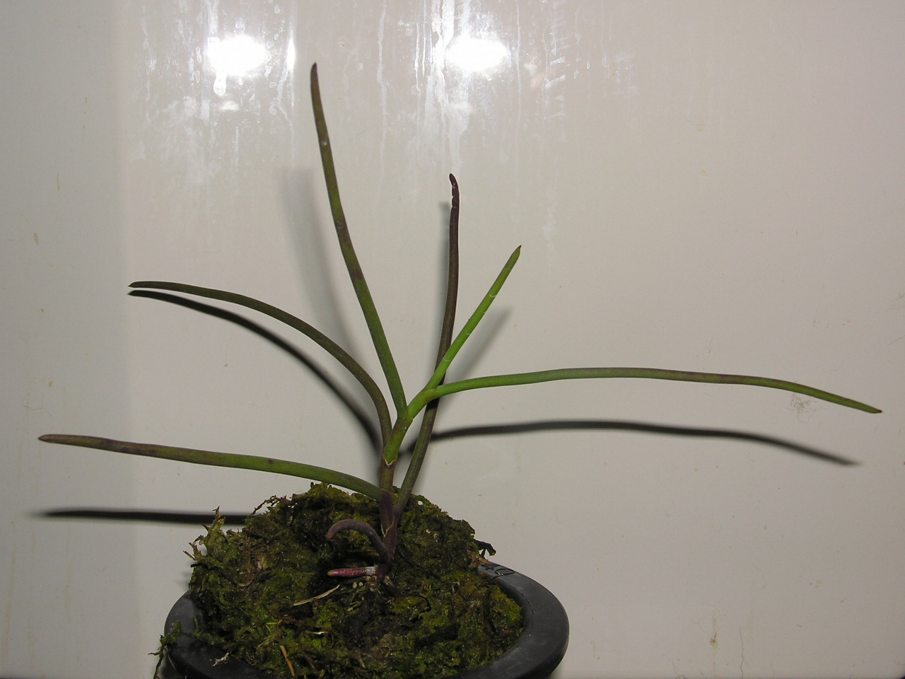 ボウランの根について 着生蘭 シダ植物栽培日記 ボウランの根について 着生蘭 シダ植物栽培日記