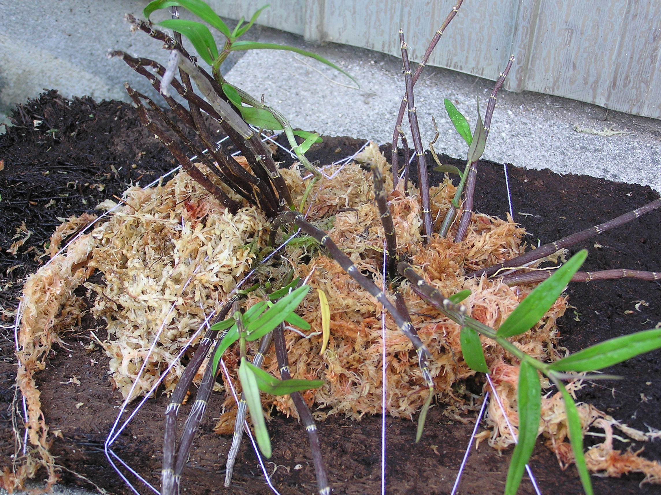 着生蘭 シダ植物栽培日記 Livedoor Blog ブログ 着生蘭 シダ植物栽培日記 Livedoor Blog ブログ