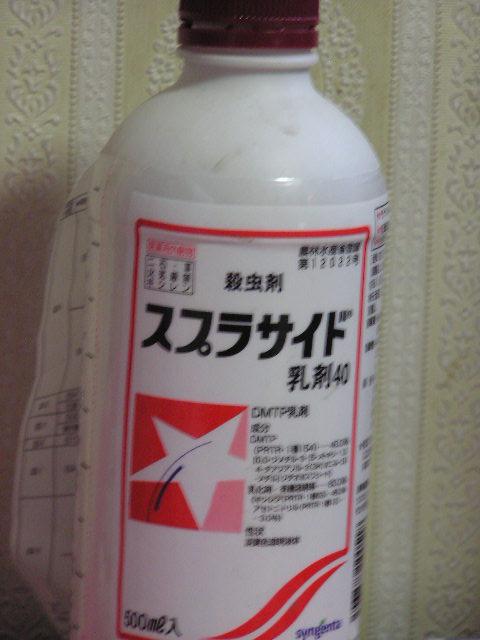 スプラサイト 着生蘭 シダ植物栽培日記