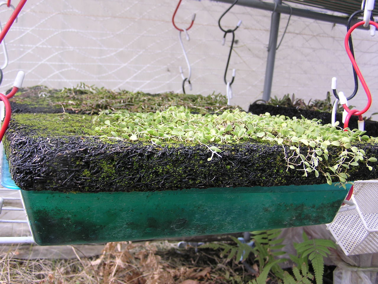 マメズタランの親蒔きその後 続 着生蘭 シダ植物栽培日記 無菌播種 シダ胞子栽培編