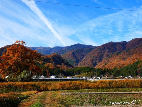 sakura251123_DSC05706
