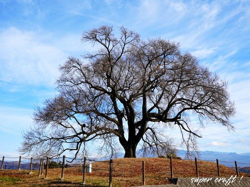 sakura251123_DSC05696
