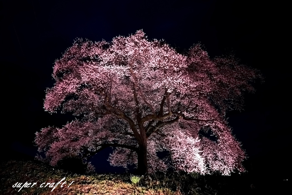 現代アート「富士とわに塚桜のライトアップ」（3D painting） 現代アート「富士とわに塚桜のライトアップ」（3Dpainting）