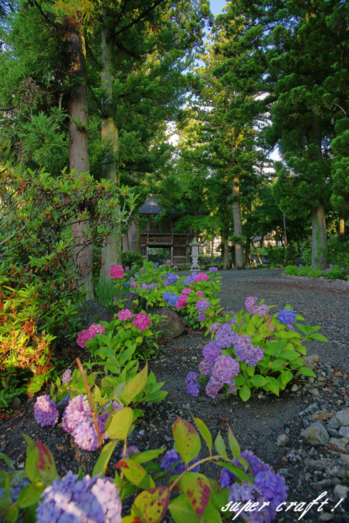 daikouji220625_DSC04683