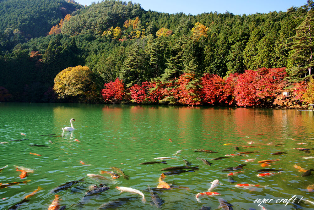 南アルプス市 南伊奈ヶ湖 わに塚の桜 四季 ２０２１ 地元発信
