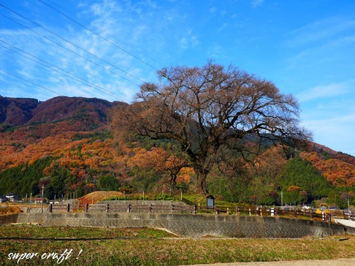 sakura251123_DSC05705