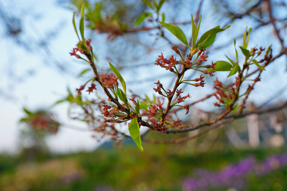 わに塚の桜 四季 2025 (地元発信) : 2025年04月17日