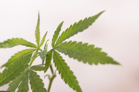 ce5e11fcdc6021101261426110712468_s