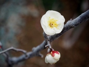 ume-min