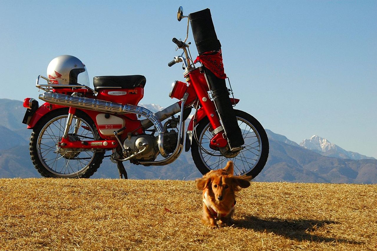 ct90 ハンター犬 ラナちゃん登場 スーパーカブ中心生活 tony s甲信生活 ct90 ハンター犬 ラナちゃん登場 スーパーカブ中心生活 tony s甲信生活