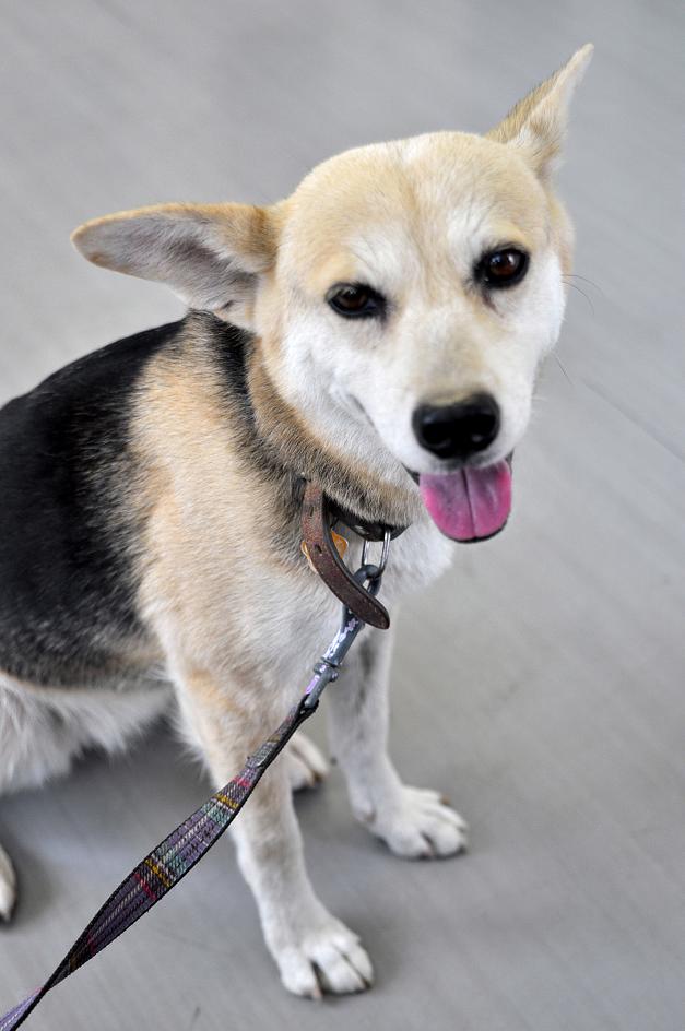 犬が鳴くにはわけがある スーパーカブ中心生活 ｔｏｎｙ ｓ甲信生活
