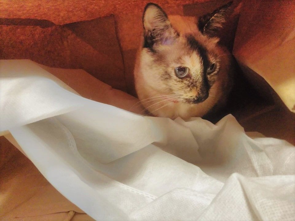 深層学習による飼い猫判別機能付き餌横取り防止装置 スーパーカブ中心生活 tony s甲信生活 深層学習による飼い猫判別機能付き餌横取り防止装置 スーパーカブ中心生活 tony s甲信生活