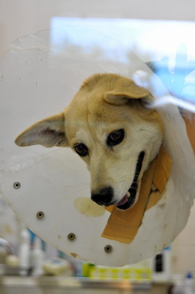 犬が鳴くにはわけがある スーパーカブ中心生活 ｔｏｎｙ ｓ甲信生活