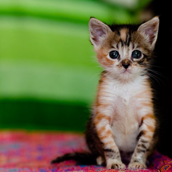 アレルギーで白目が飛び出す 結膜浮腫 原因と対処方法 アレルギーとの上手な付き合い方を考える