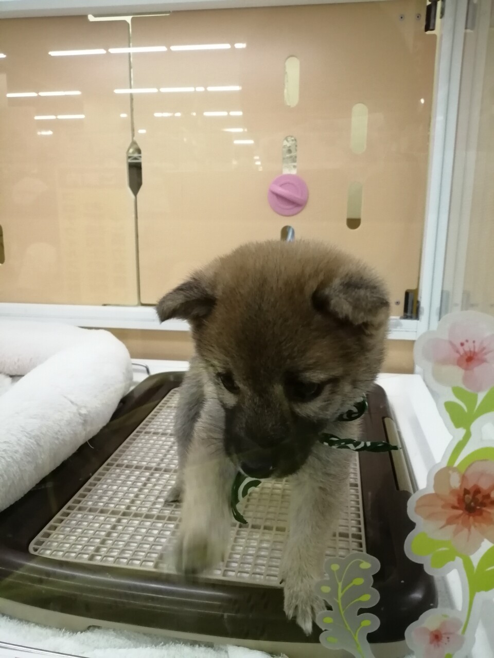 豆柴めっちゃかわいい みきんち 豆柴めっちゃかわいい みきんち