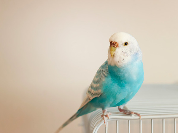 シャーペンと遊ぶインコさんが可愛すぎる・・・(※動画あり)