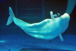 128796296971516219679_kamogawa2010-025