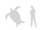 size-leatherback-sea-turtle
