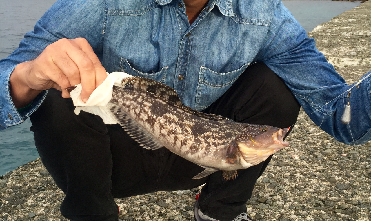 北海道は小樽にある釣りスポット 南防波堤 で大きなアイナメを釣る 釣りっぽ 北海道は小樽にある釣りスポット 南防波堤 で大きなアイナメを釣る 釣りっぽ