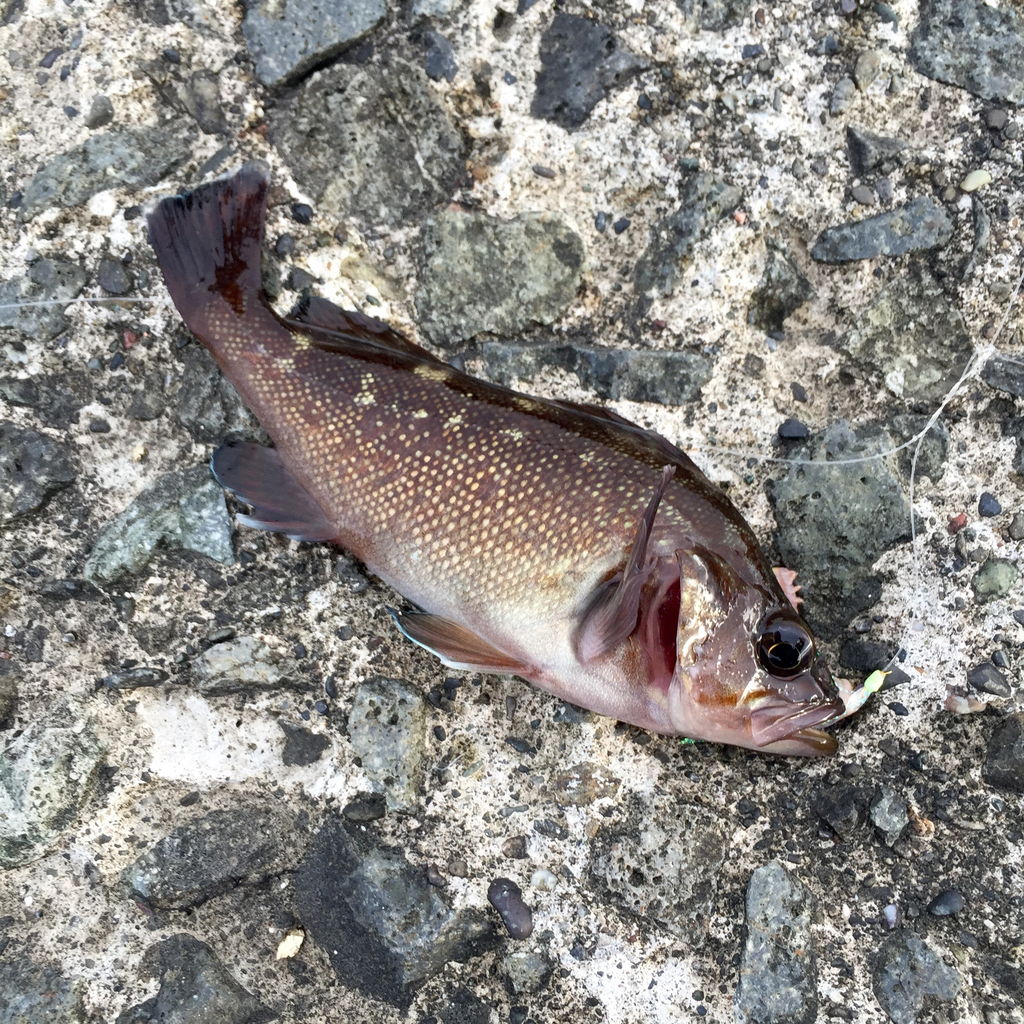 北海道は小樽にある釣りスポット 南防波堤 で大きなアイナメを釣る 釣りっぽ 北海道は小樽にある釣りスポット 南防波堤 で大きなアイナメを釣る 釣りっぽ