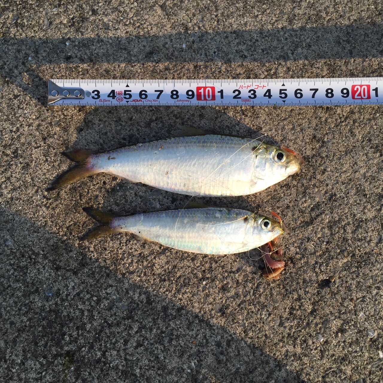 千葉 検見川浜突堤 でコノシロ祭り サバはまだよん 釣りっぽ