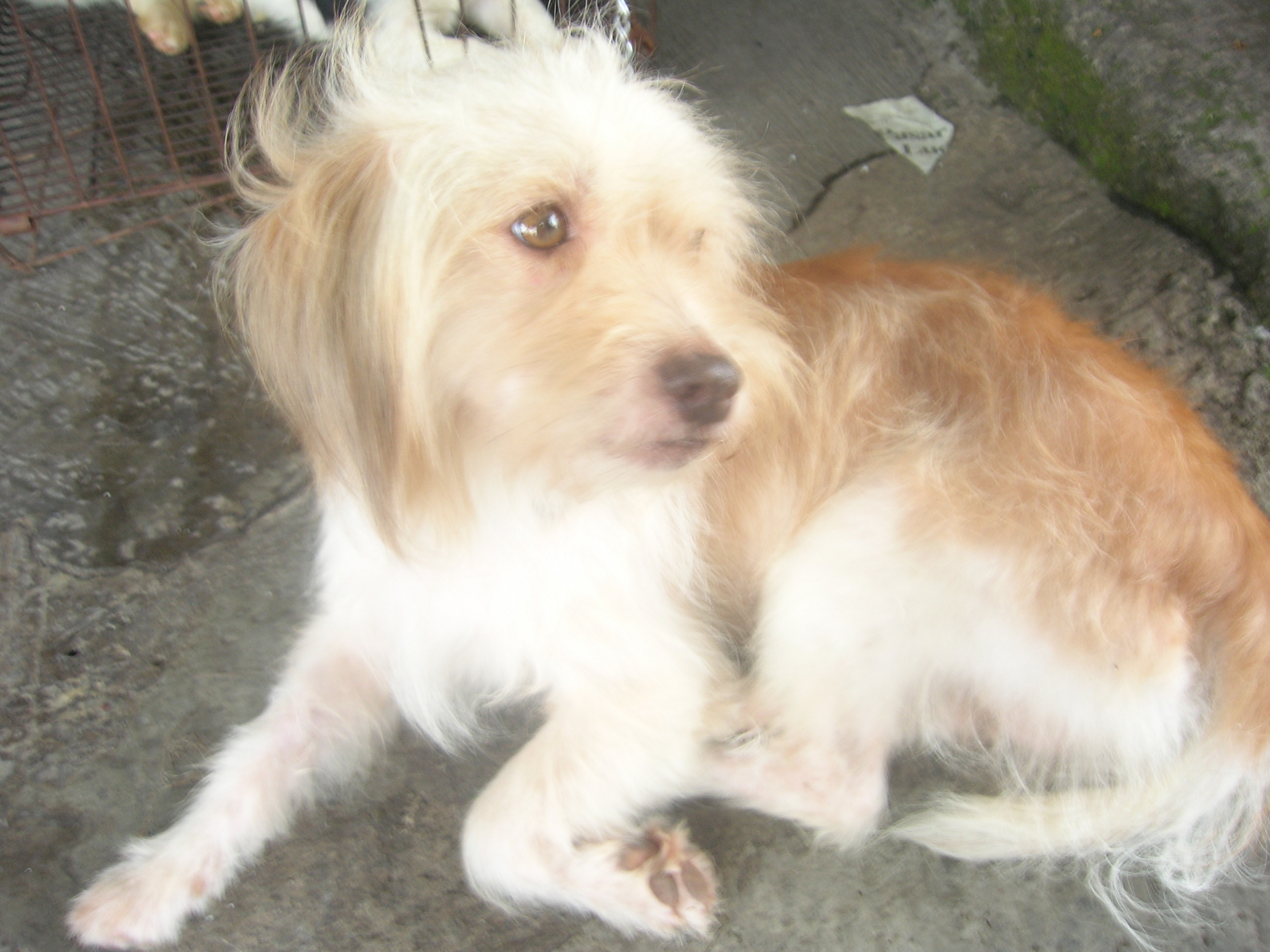 バリのわんちゃん おぺさは 世界旅行目指して