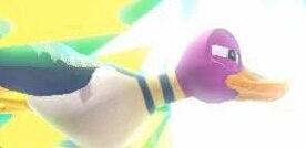 duck